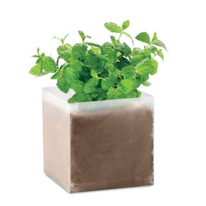 MINT - Pflanz-Set "Minze"